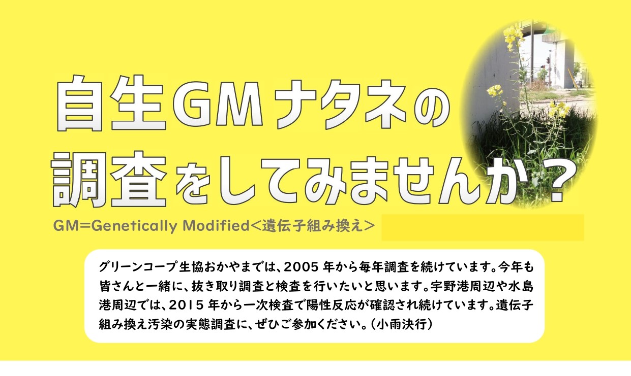 募集】自生GM（遺伝子組換え）ナタネ調査へのお誘い - グリーンコープ 